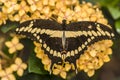 Eastern tiger swallowtail, Papilio glaucus Royalty Free Stock Photo
