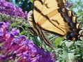 Eastern Tiger Swallowtail Papilo Glaucus butterfly closeup