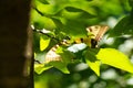 Eastern tiger swallowtail peaking at me from behind a leaf