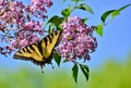 Eastern Tiger Swallowtail on pink lilac High Park Royalty Free Stock Photo