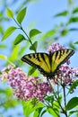 Eastern Tiger Swallowtail on pink lilac High Park