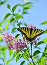 Eastern Tiger Swallowtail on pink lilac High Park Royalty Free Stock Photo