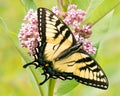Eastern Tiger Swallowtail Royalty Free Stock Photo