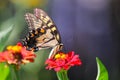 Eastern tiger swallowtail on red zinnia flower against blurry background Royalty Free Stock Photo