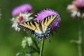 Eastern tiger swallowtail sipping nectar