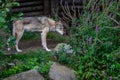 Full body of Eastern timber wolf