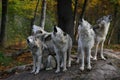 Eastern timber wolves howling on a rock.