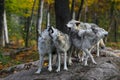 Eastern timber wolves howling on a rock. Royalty Free Stock Photo