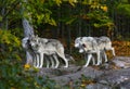 Eastern timber wolves in North America. Royalty Free Stock Photo