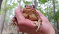 Eastern toad Royalty Free Stock Photo