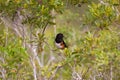 Eastern Towhee