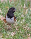 Eastern Towhee Royalty Free Stock Photo