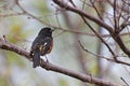 Eastern Towhee