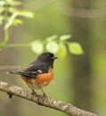 Eastern Towhee, Pipilo erythrophthalmus