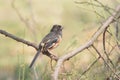 Eastern Towhee In Spring