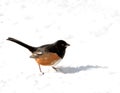 Eastern Towhee