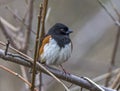 Eastern Towhee