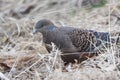 Eastern turtle dove