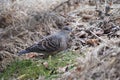 Eastern turtle dove