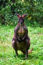 An eastern wallaroo in a forest Royalty Free Stock Photo
