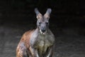 Eastern Wallaroo, found in eastern Australia. Portrait