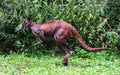 An eastern wallaroo jumps in the forest