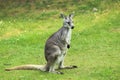 Eastern wallaroo Royalty Free Stock Photo