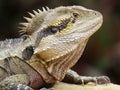 Eastern Water Dragon