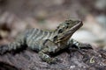 Eastern Water Dragon Royalty Free Stock Photo