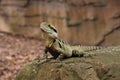 Eastern water dragon basking on a rock Royalty Free Stock Photo