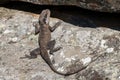 Eastern Water Dragon basking Royalty Free Stock Photo