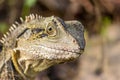 Eastern water dragon Royalty Free Stock Photo