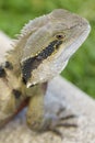 Eastern Water Dragon Intellagama lesueurii lizard Royalty Free Stock Photo