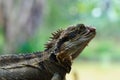 Eastern Water Dragon Lizard Royalty Free Stock Photo