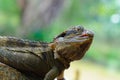 Eastern Water Dragon Lizard Royalty Free Stock Photo