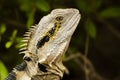 Eastern Water Dragon lizard Royalty Free Stock Photo