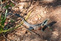 eastern water dragon lizard on the ground Royalty Free Stock Photo