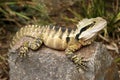 Eastern water dragon