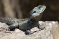 Eastern Water Dragon in the woods Royalty Free Stock Photo