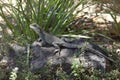 Eastern Water Dragon in the woods Royalty Free Stock Photo