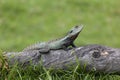 Eastern Water Dragon in the woods Royalty Free Stock Photo