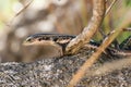 Eastern Water Skink (Eulamprus quoyii) a small lizard in the natural habitat sits on a branch