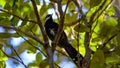 Eastern Whip Bird Royalty Free Stock Photo