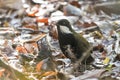 Eastern Whipbird in Australia Royalty Free Stock Photo
