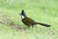 Eastern Whipbird in Australia Royalty Free Stock Photo