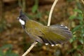 Eastern Whipbird