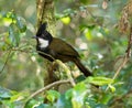 Eastern Whipbird Royalty Free Stock Photo