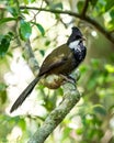 Eastern Whipbird Royalty Free Stock Photo