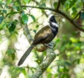 Eastern Whipbird Royalty Free Stock Photo