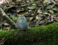 Eastern Whipbird Royalty Free Stock Photo